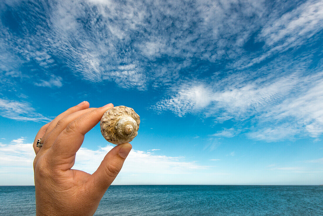 Die Hand einer Frau hält eine Spiralmuschel vor blauem Himmel und Meer in Baja California Sur