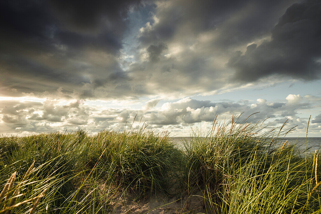 Dune grass and sand dunes under rain clouds at the North Sea, Schillig, Wangerland, Friesland, Lower Saxony, Germany, Europe