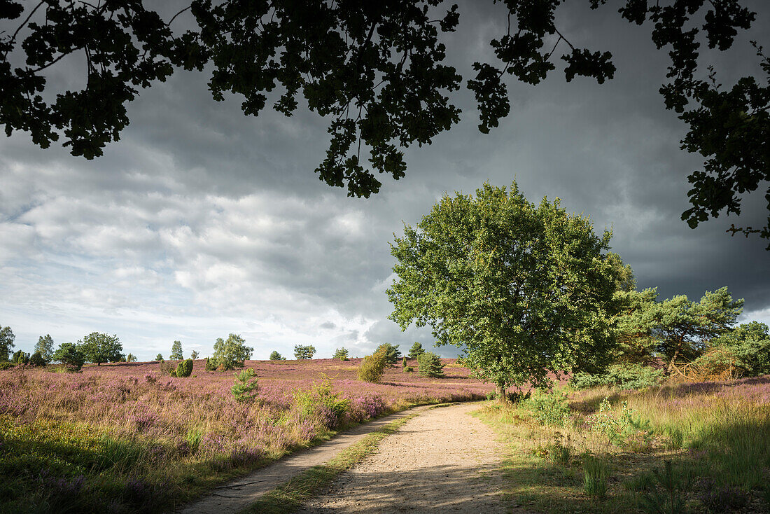 Lüneburg Heath near Wilsede, Lower Saxony, Germany, Europe