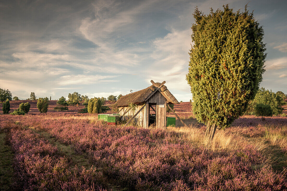 Beekeeping hut and beehives in the Lüneburg Heath near Wilsede, Lower Saxony, Germany, Europe