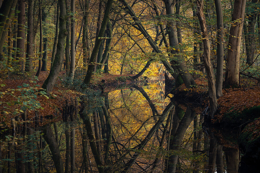 Autumn at the Mühlenteich, Obenstrohe, Friesland, Lower Saxony, Germany, Europe