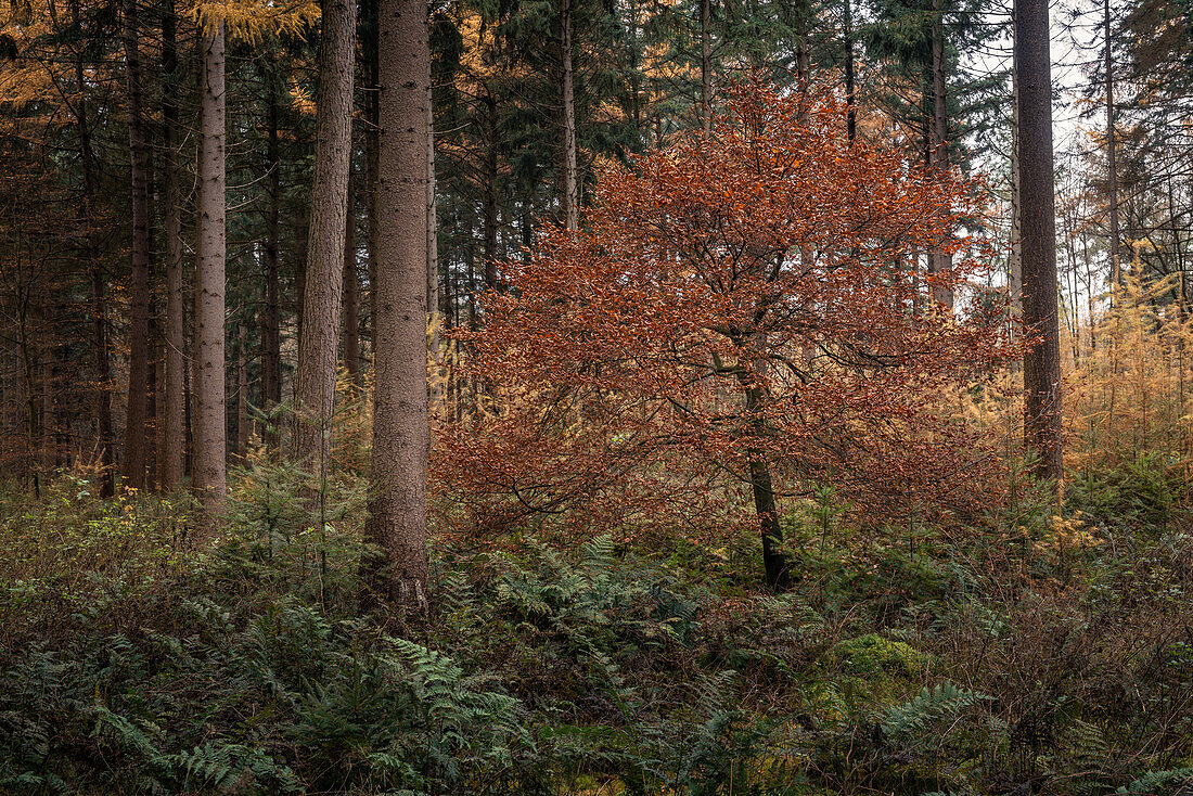 Beech between conifers in the primeval forest Baumweg, Ahlhorn, Lower Saxony, Germany, Europe