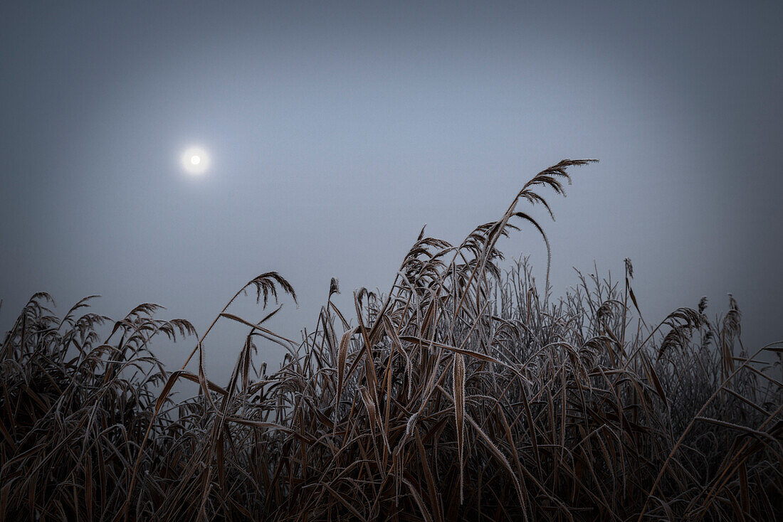 Moon over reeds in frost and fog, Etzel, East Friesland, Lower Saxony, Germany, Europe