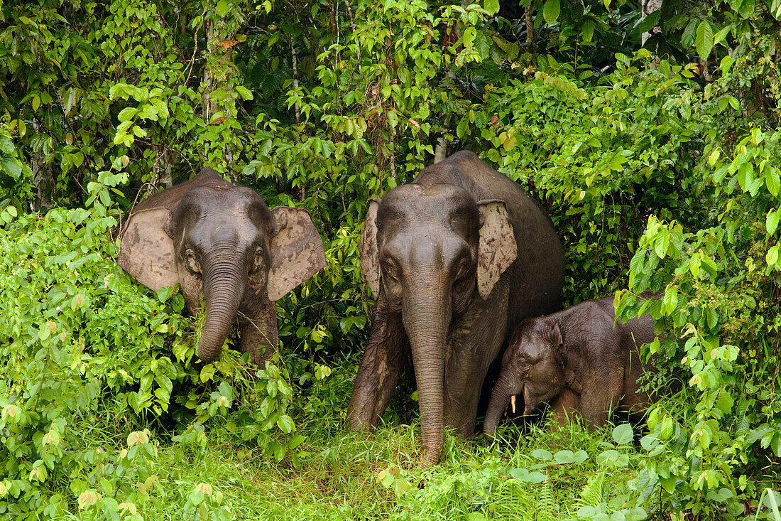 Borneo Pygmy Elephant (Elephas maximus borneensis) Weibchen und Kalb grasen, Kinabatangan River, Sabah, Borneo, Malaysia