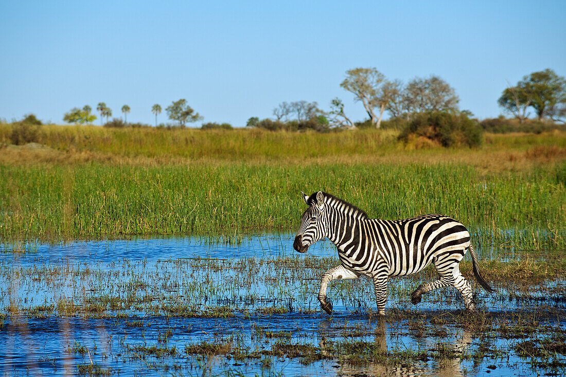 Burchell-Zebra (Equus burchellii) beim Überqueren eines überschwemmten Feldes, Linyanti-Konzession, Okavango-Delta, Botswana