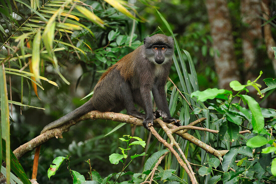 Meerkatze (Cercopithecus solatus), Franceville, Gabun