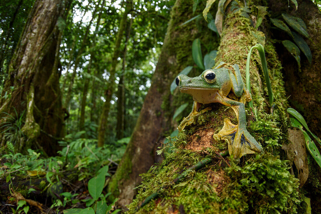 Wallace's Flying Frog (Rhacophorus nigropalmatus) im Regenwald, Gunung Penrissen, Sarawak, Borneo, Malaysia