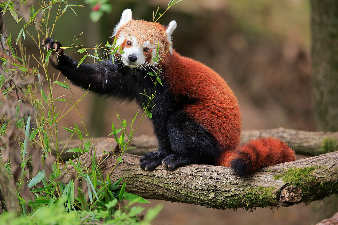 Kleiner Panda (Ailurus fulgens), der sich von Bambus ernährt, der in Asien beheimatet ist
