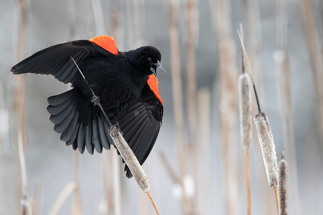 Red-winged Blackbird (Agelaius phoeniceus) männliche Berufung, Montana