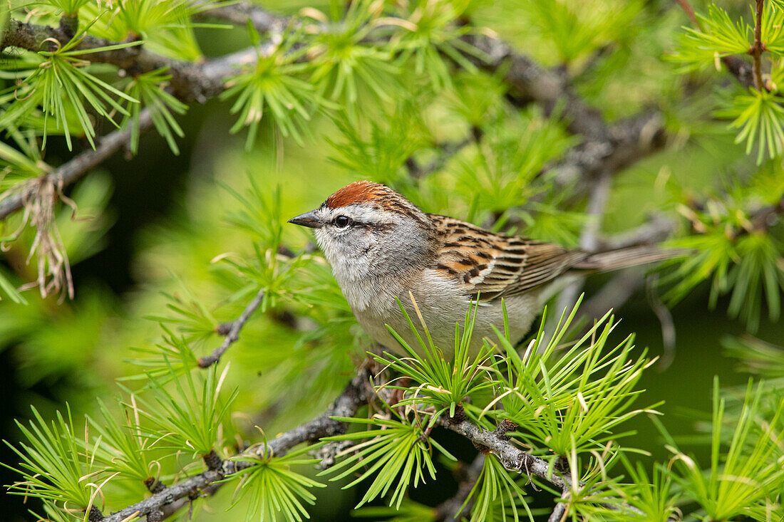 Chipping Sparrow (Spizella passerina), Montana