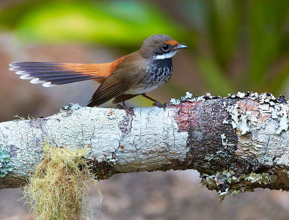 Rufous Fantail (Rhipidura rufifrons), Malanda, Queensland, Australien