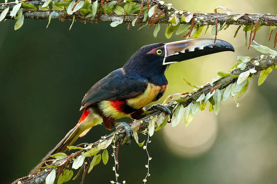 Halsbandaracari (Pteroglossus Torquatus), Costa Rica