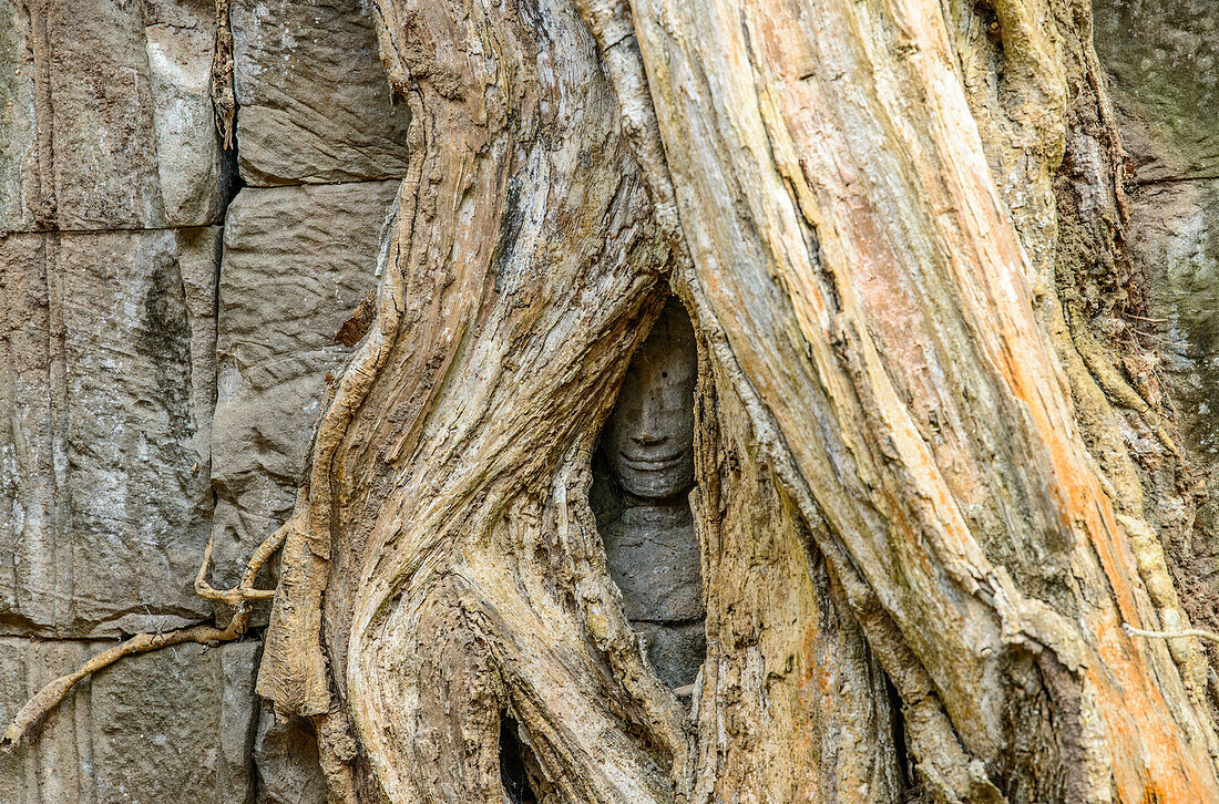 Zwischen den Wurzeln eines Baumes in Angkor Thom lächelt ein gemeißeltes Gesicht
