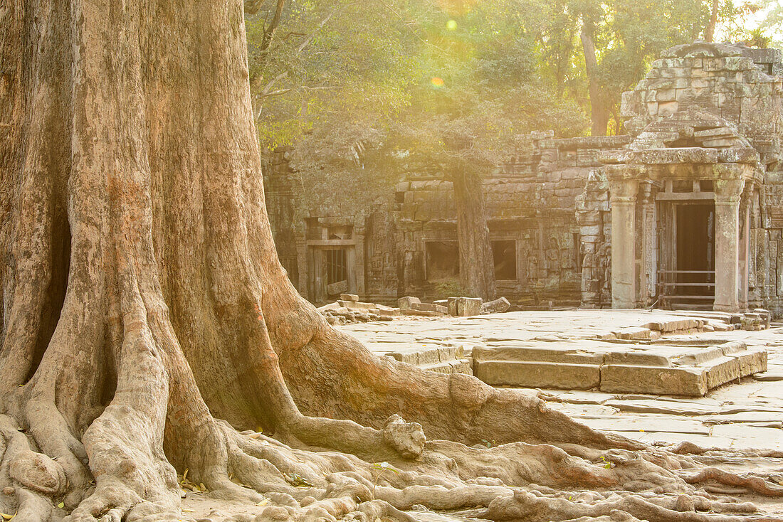 A doorway leads into Angkor Thom with large tree and roots outside. Sunset with lens flare.