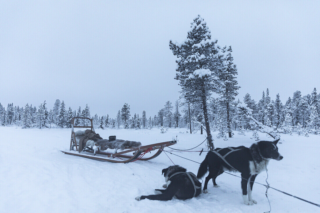Zwei Schlittenhunde und leerer Schlitten. Winterszene in Schwedisch Lappland