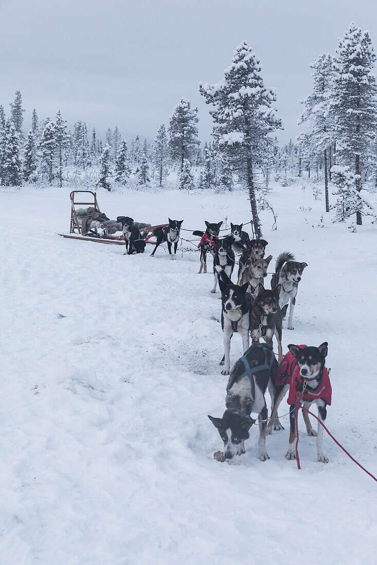 Schlittenhunde, Winterszene in Schwedisch Lappland