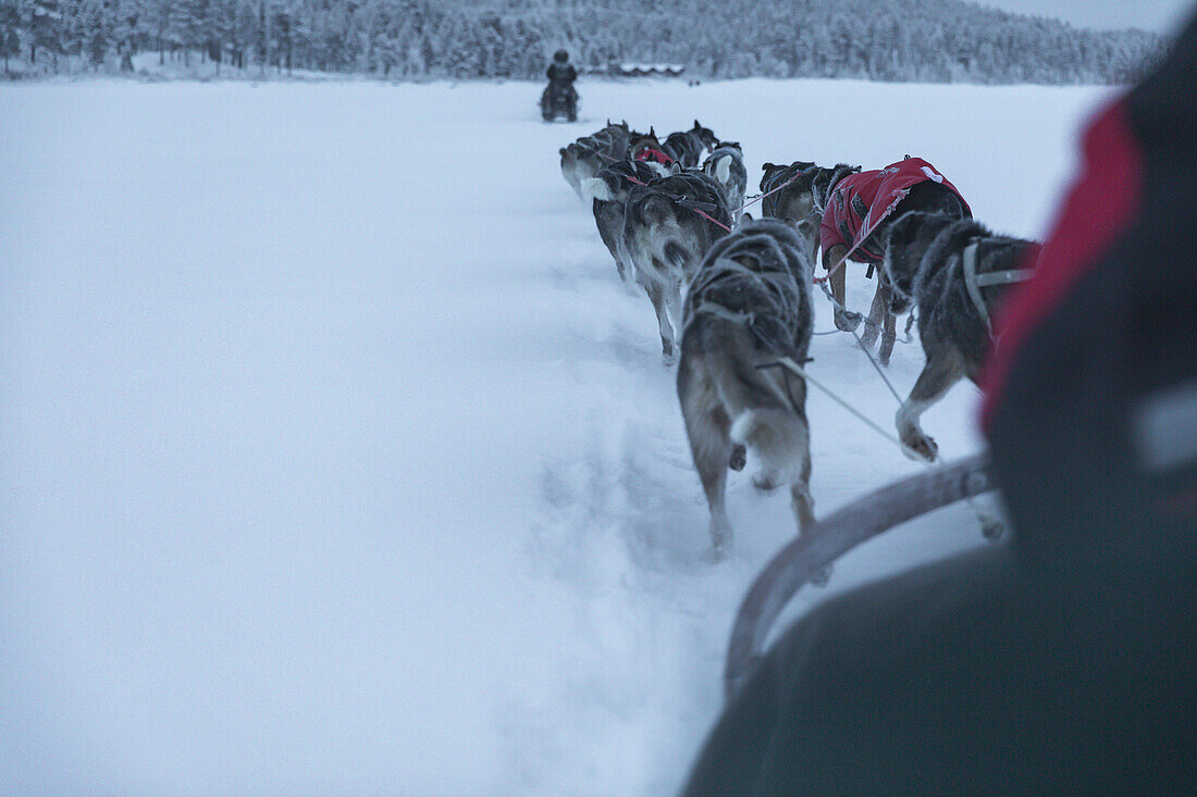 Hundeschlittenfüher und Schlittenhunden. Winterszene in Schwedisch Lappland