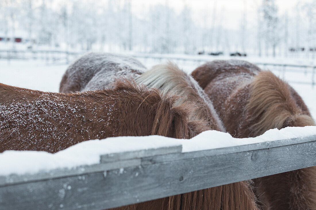 Hals von drei Pferden. Winterszene in Schwedisch Lappland