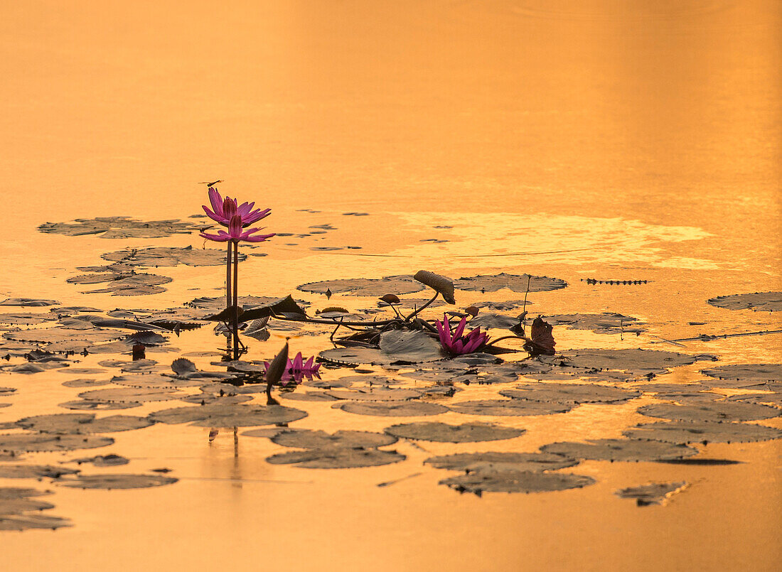 Two dragonflies perch on pink lotus flowers in golden dawn light at Angkor Wat