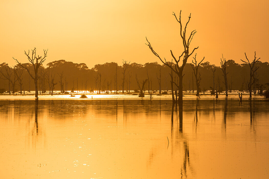 Orangefarbener Sonnenuntergang am Pool mit abgestorbenen Bäumenn in der Nähe von Neak Poan im Angkor-Komplex.