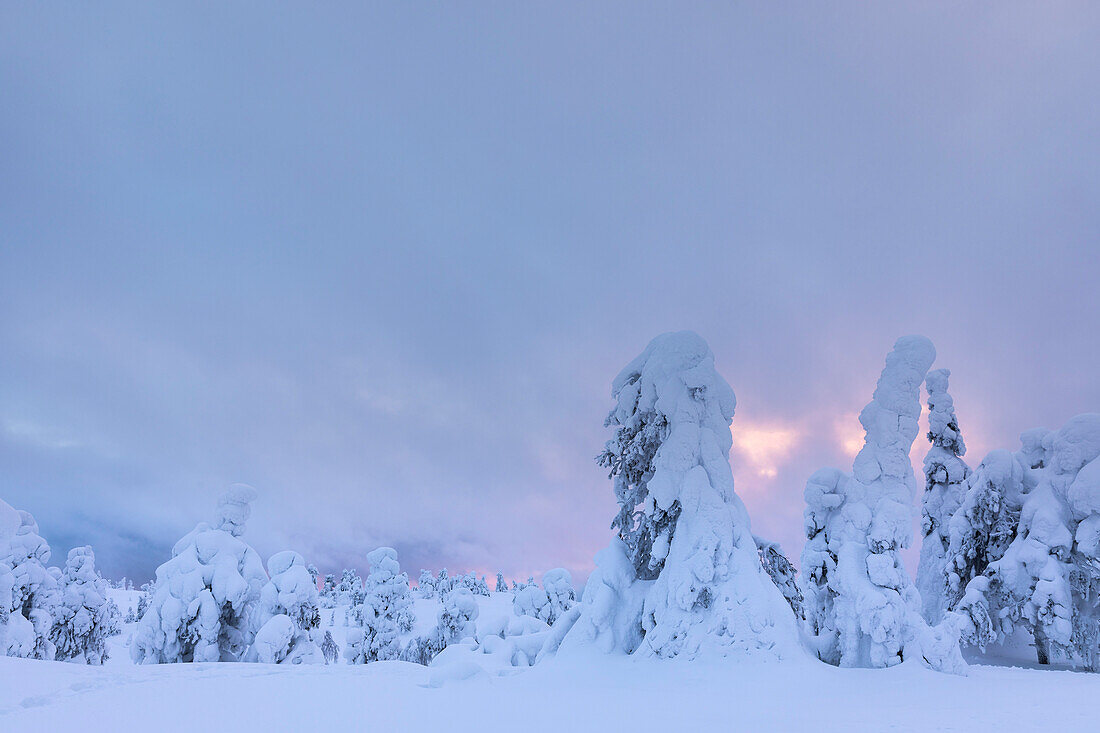 Ruhiger Sonnenaufgang über einem von Bäumen gesäumten Wald in Ruka in Finnisch-Lappland