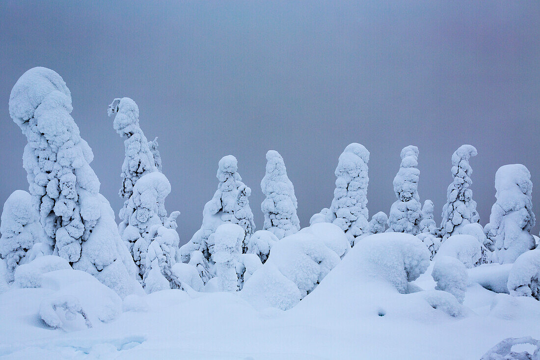Baumfamilie vor stürmischem Himmel Wächter von Lappland. Kuusamo, Finnisch-Lappland, Finnland