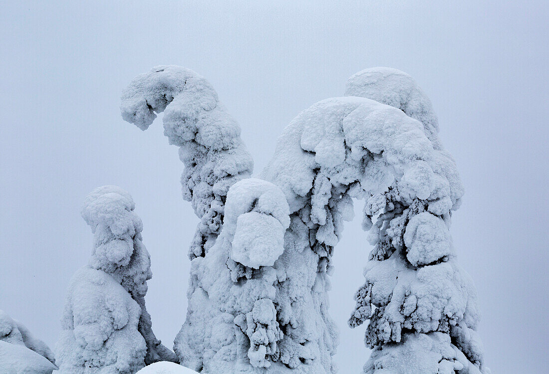 Close up of a Family of Trees intertwining Sentinels of Lapland. Kuusamo, Finnish Lapland, Finland