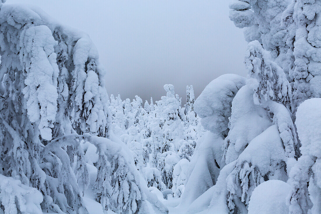 Unberührter schneebedeckter Baum. Wächter von Lappland. Finnisches Lappland