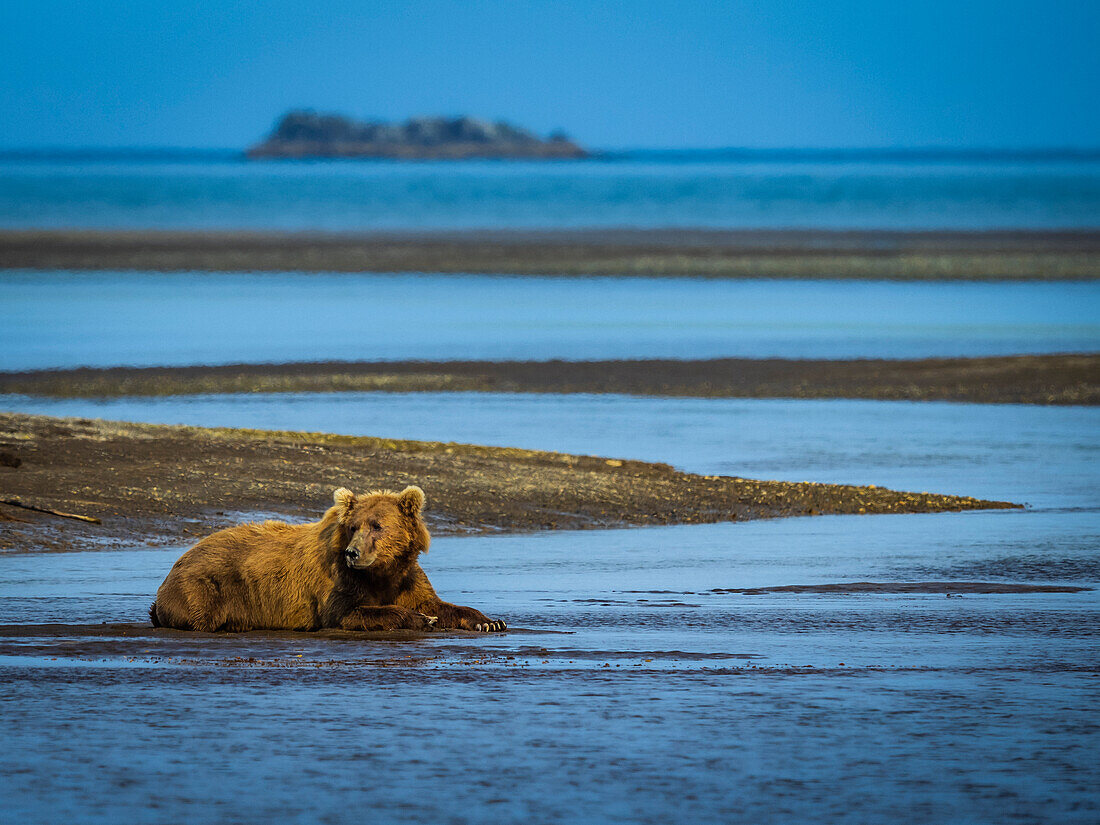 Waiting for the salmon run, Coastal Brown Bear (Ursus arctos horribilis) cools off in Hallo Creek, Katmai National Park and Preserve, Alaska