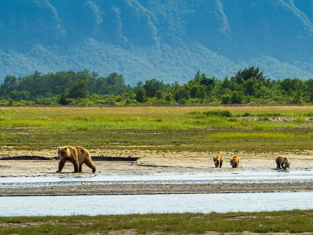 Mutter mit drei Jungen, Grizzlybären (Ursus arctos horribilis) am Hallo Creek, Katmai National Park and Preserve, Alaska