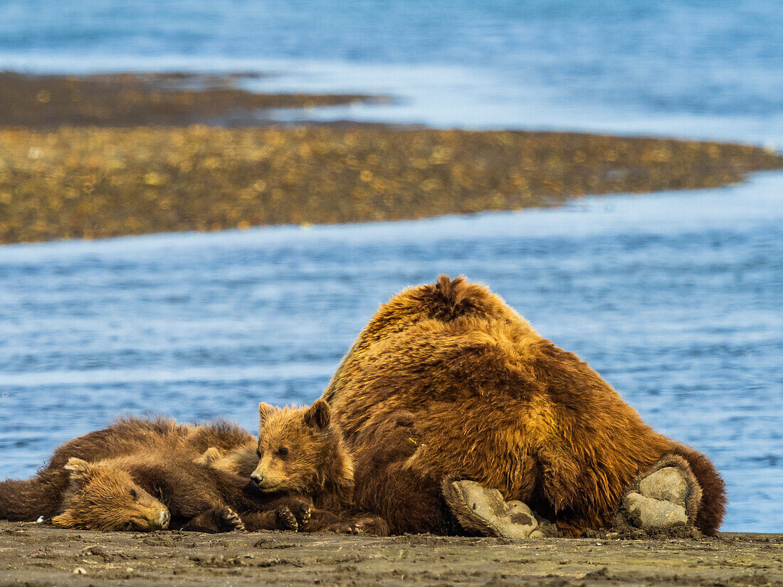 Ausgeruht mit Mama, Grizzlybären (Ursus arctos horribilis) beim Nickerchen am Hallo Creek, Katmai National Park and Preserve, Alaska