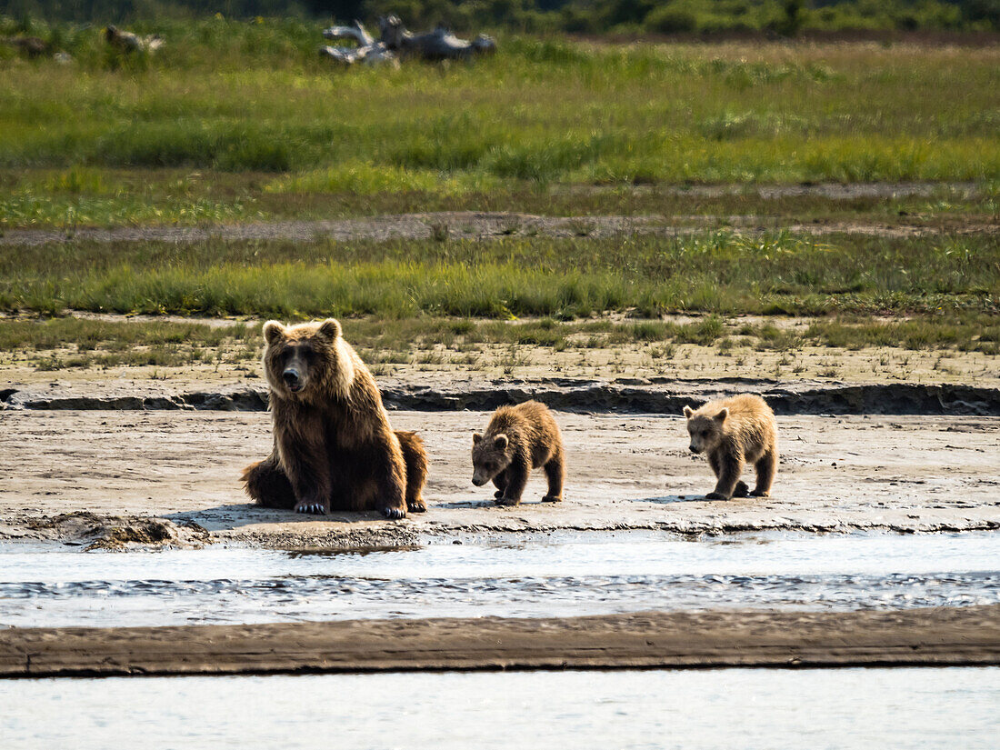 Mom with three cubs, Coastal Brown Bears (Ursus arctos horribilis) along Hallo Creek, Katmai National Park and Preserve, Alaska