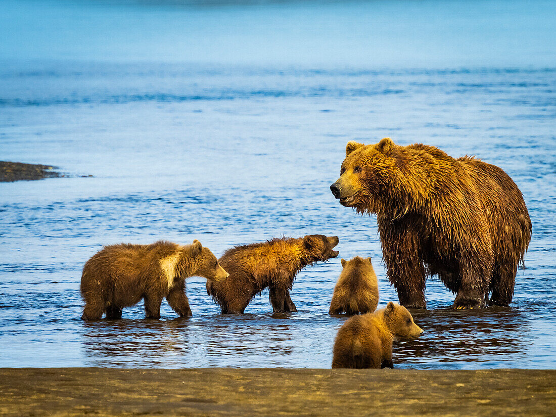 Mom with four cubs after catching a fish, Coastal Brown Bears (Ursus arctos horribilis) along Hallo Creek, Katmai National Park and Preserve, Alaska