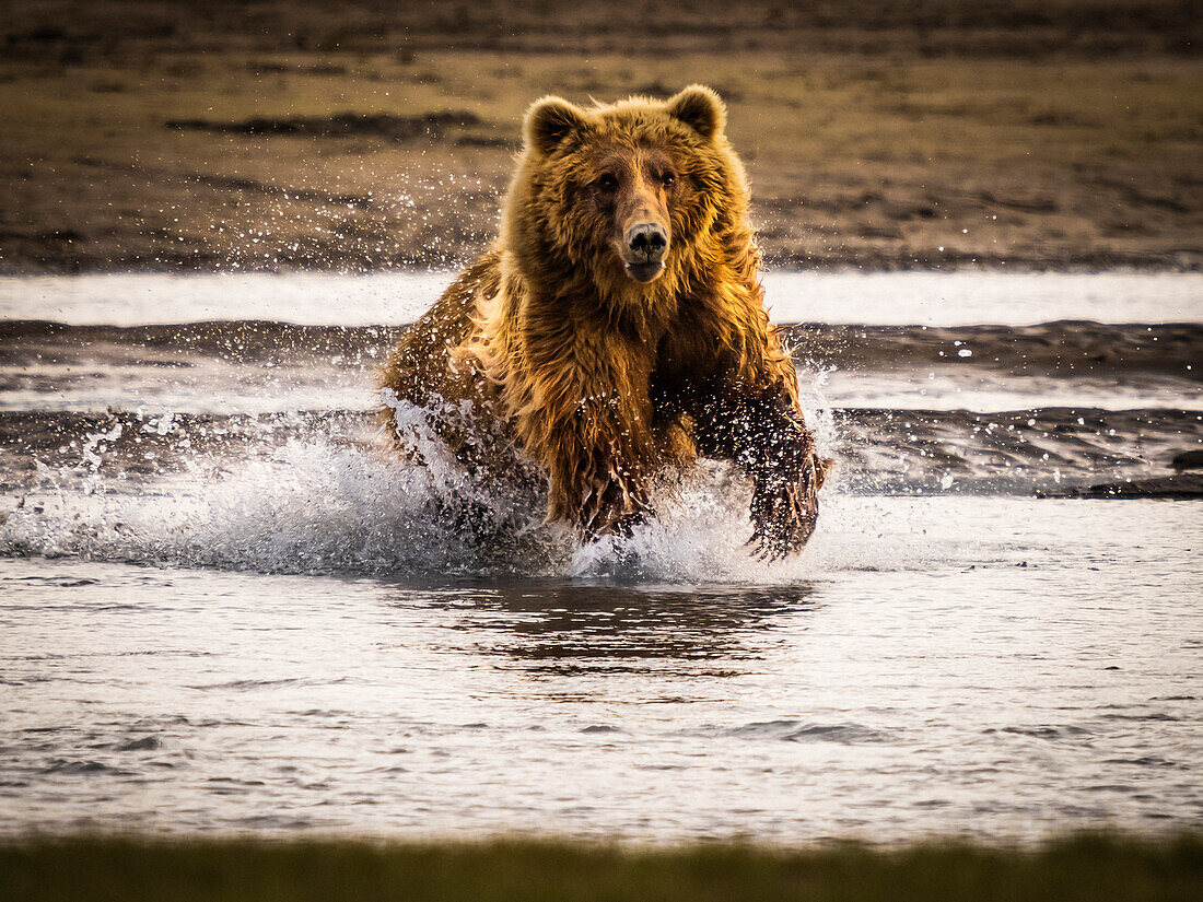 Coastal Brown Bears (Ursus arctos horribilis) chasing salmon in Hallo Creek, Katmai National Park and Preserve, Alaska