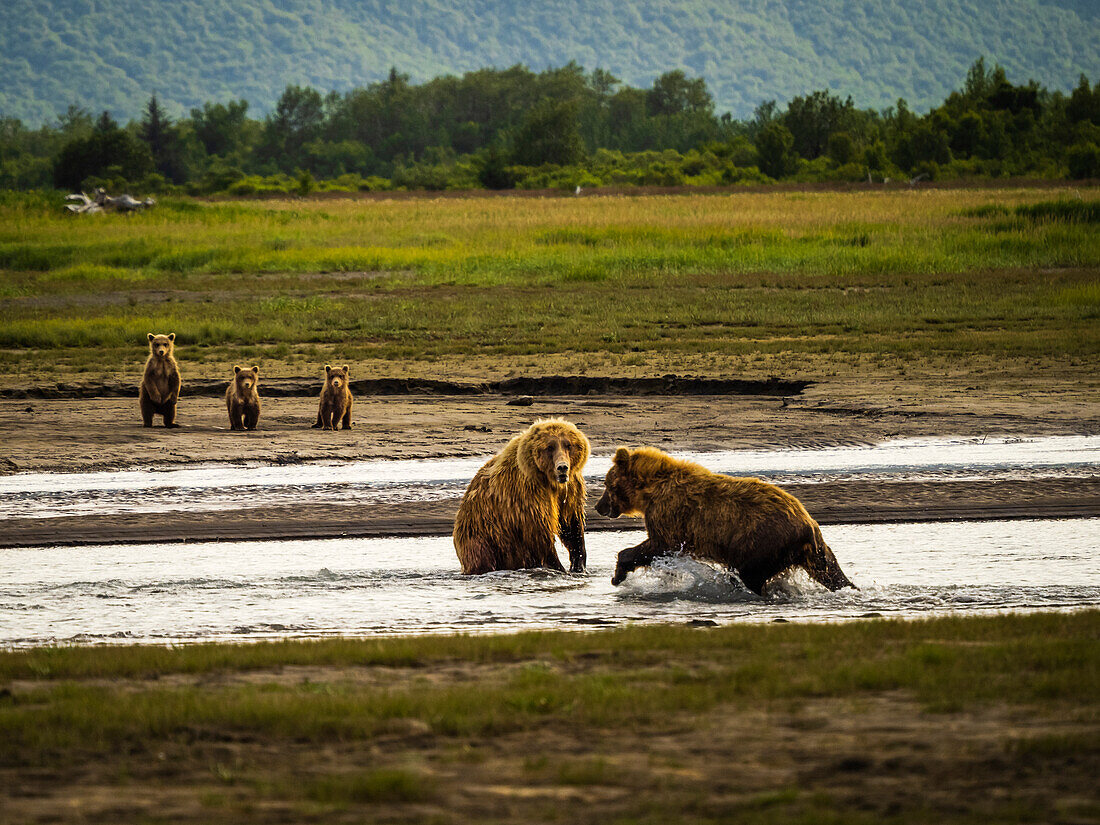 Gegeneinander antreten! Braunbärenmutter mit drei Jungen stellt sich dem jüngeren Bären, Grizzlybären (Ursus arctos horribilis) auf der Jagd nach Lachsen im Hallo Creek, Katmai National Park and Preserve, Alaska