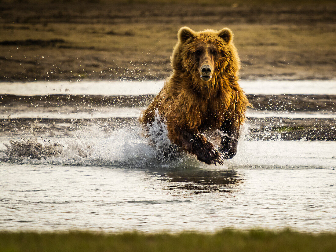 Grizzlybären (Ursus arctos horribilis) auf der Jagd nach Lachsen im Hallo Creek, Katmai National Park and Preserve, Alaska
