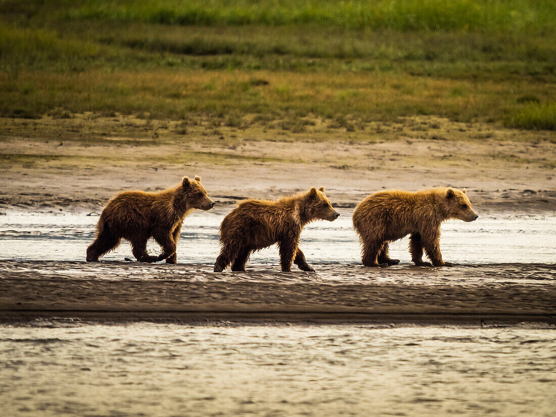 Drei Jungtiere beobachten ihre Mutter, Grizzlybären (Ursus arctos horribilis) bei der Lachsjagd im Hallo Creek, Katmai National Park and Preserve, Alaska