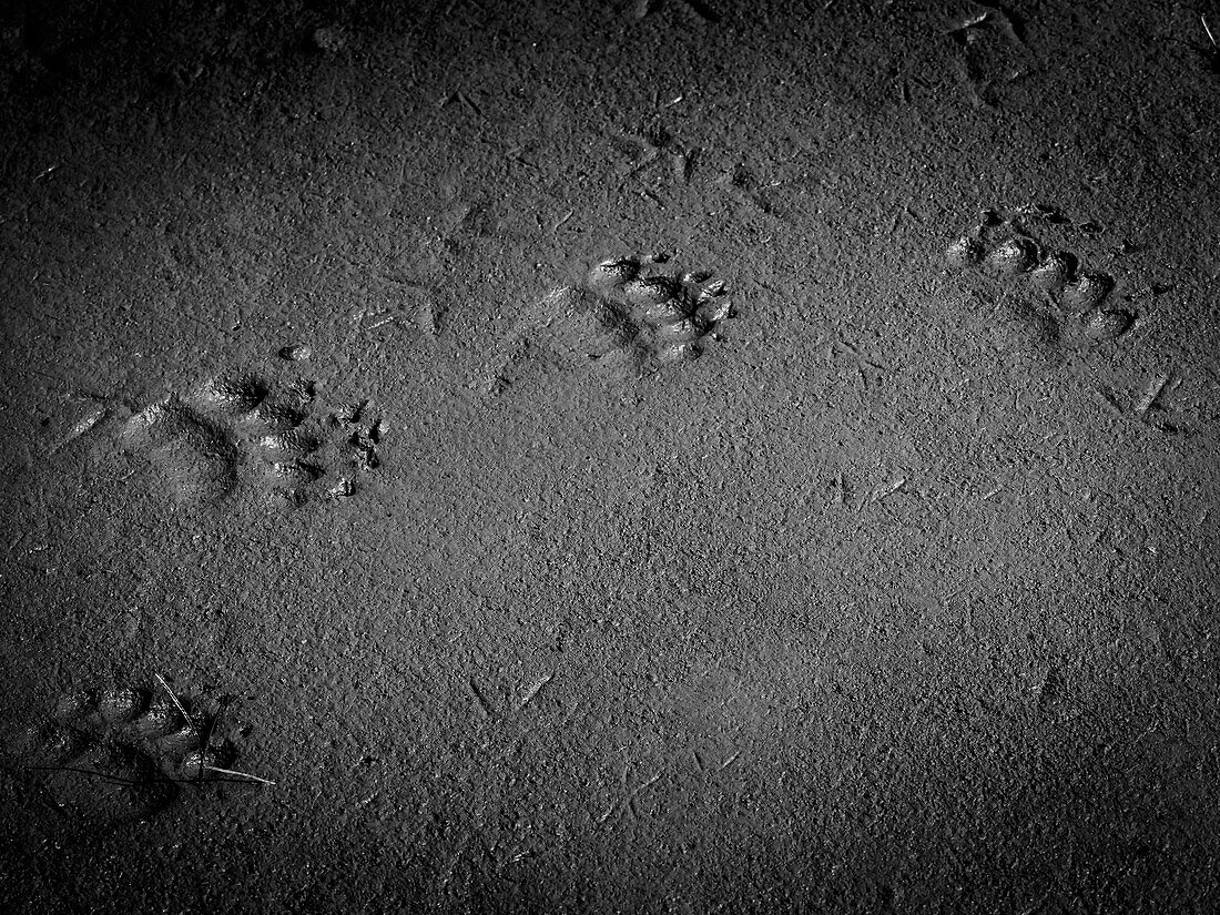 Black & White, Bear tracks in mud, Coastal Brown Bears (Ursus arctos horribilis) at Hallo Bay, Katmai National Park and Preserve, Alaska