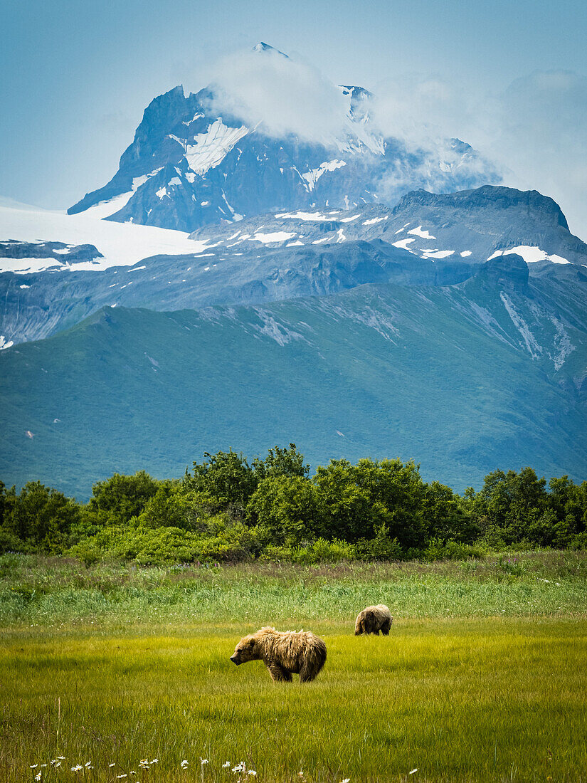 Grizzlybären (Ursus arctos horribilis) grasen auf einer Seggenwiese in der Hallo Bay, Katmai National Park and Preserve, Alaska