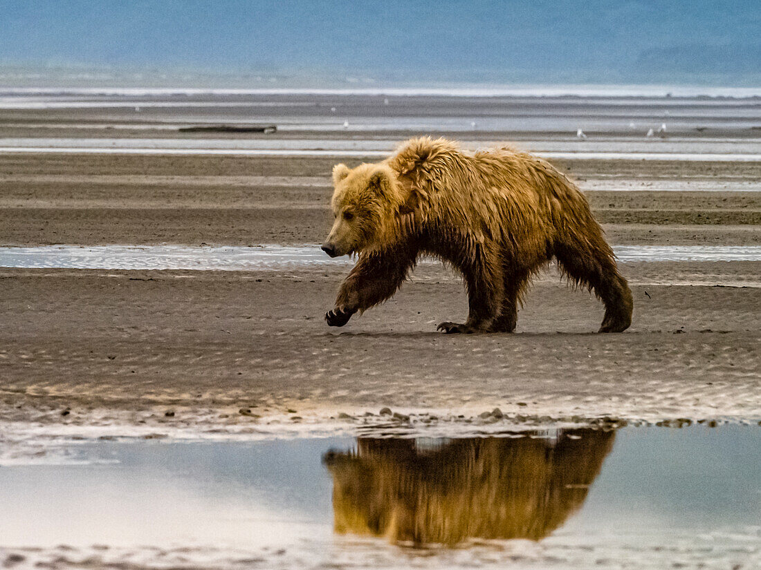 Grizzlybär (Ursus arctos horribilis) bei einer Wattwanderung bei Ebbe in der Hallo Bay, Katmai National Park and Preserve, Alaska