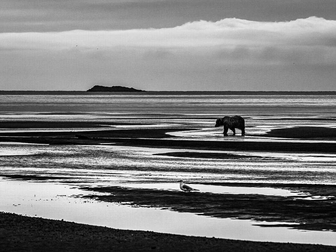 Black & White, Coastal Brown Bear (Ursus arctos horribilis) walking the mudflats at low tide in Hallo Bay, Katmai National Park and Preserve, Alaska