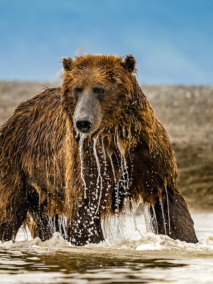 Grizzlybär (Ursus arctos horribilis) beim Lachsfang im Gezeitentümpel, Wattenmeer bei Ebbe in Hallo Bay, Katmai National Park and Preserve, Alaska
