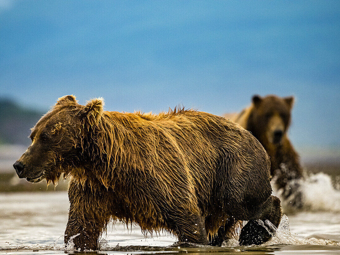 Coastal Brown Bears (Ursus arctos horribilis) fishing for salmon in tidal pool, mudflats at low tide in Hallo Bay, Katmai National Park and Preserve, Alaska