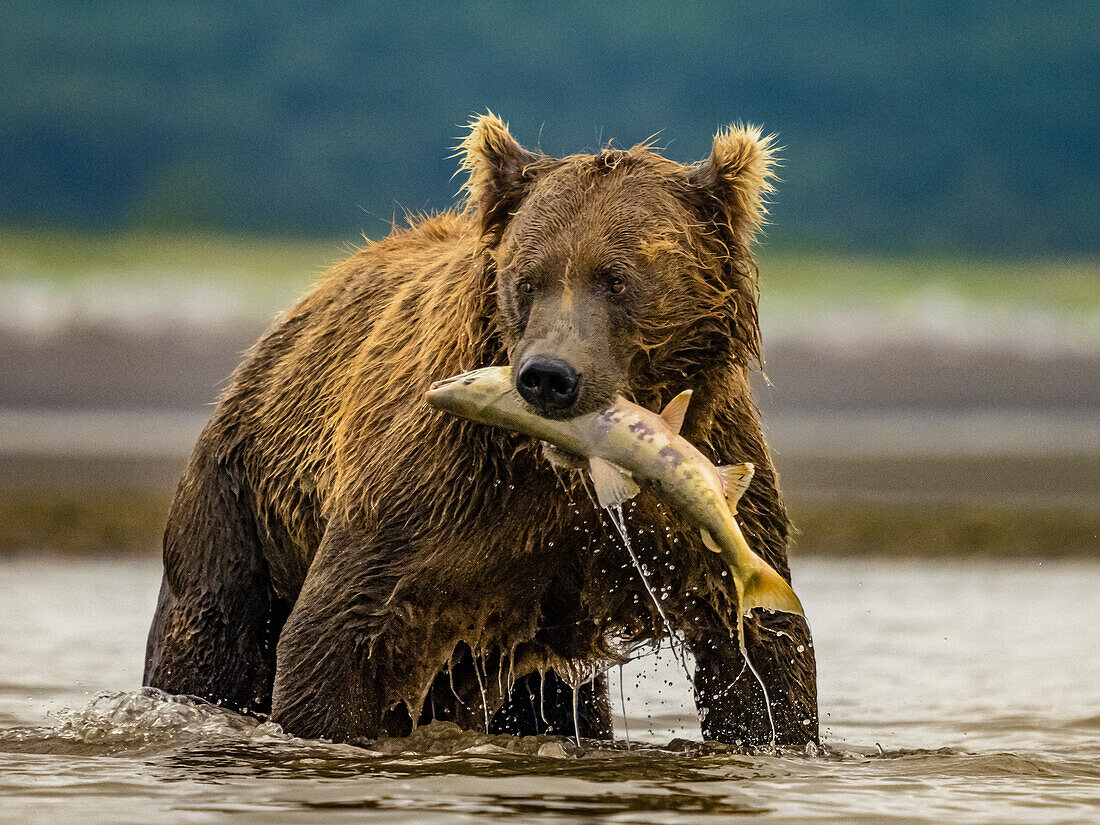 Grizzlybär (Ursus arctos horribilis) beim Lachsfang in einem Gezeitentümpel, Wattenmeer bei Ebbe in Hallo Bay, Katmai National Park and Preserve, Alaska