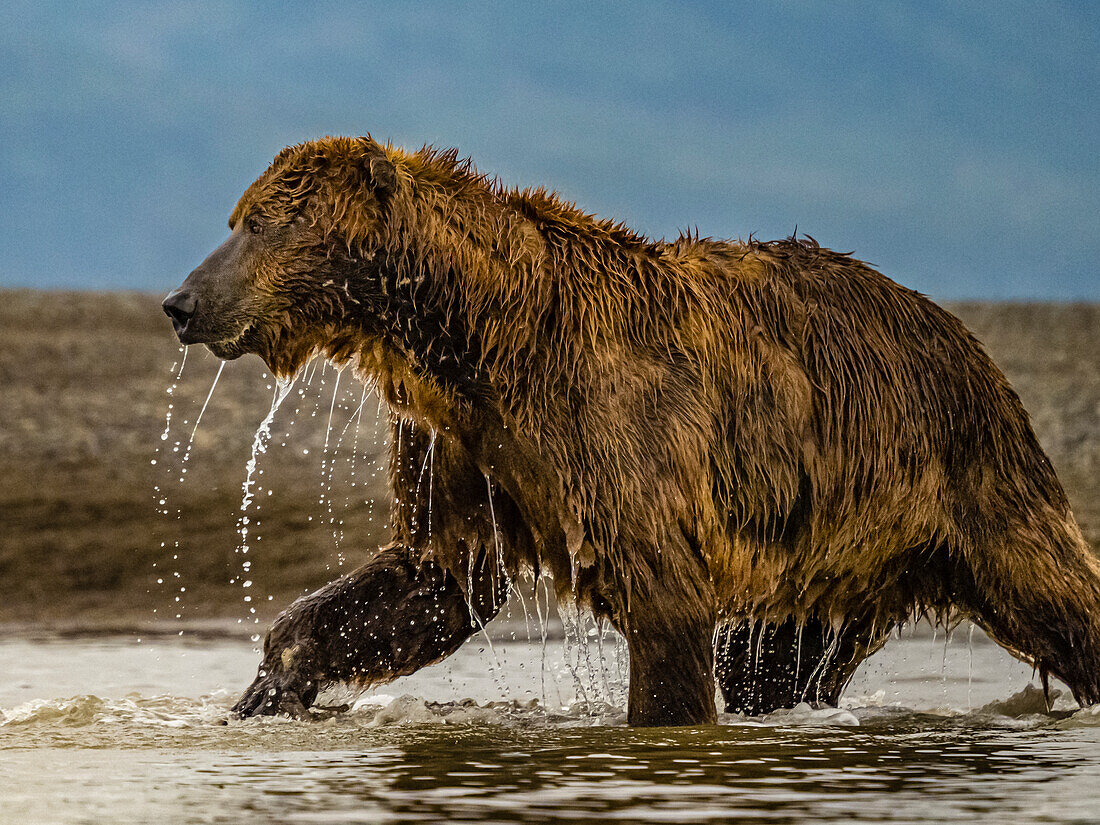 Coastal Brown Bear (Ursus arctos horribilis) fishing for salmon in tidal pool, mudflats at low tide in Hallo Bay, Katmai National Park and Preserve, Alaska