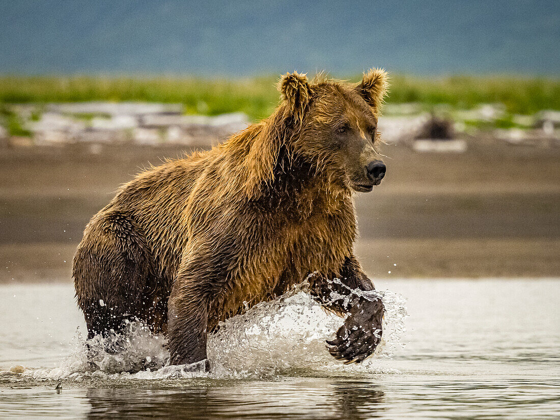 Grizzlybär (Ursus arctos horribilis) beim Lachsfang im Gezeitentümpel, Wattenmeer bei Ebbe in Hallo Bay, Katmai National Park and Preserve, Alaska