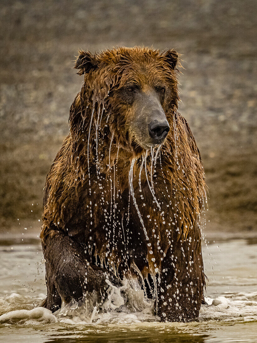 Grizzlybär (Ursus arctos horribilis) beim Lachsfang in einem Gezeitentümpel, Wattenmeer bei Ebbe in Hallo Bay, Katmai National Park and Preserve, Alaska