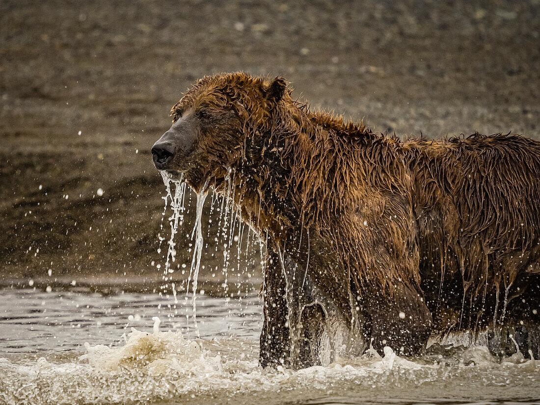 Grizzlybär (Ursus arctos horribilis) beim Lachsfang in einem Gezeitentümpel, Wattenmeer bei Ebbe in Hallo Bay, Katmai National Park and Preserve, Alaska