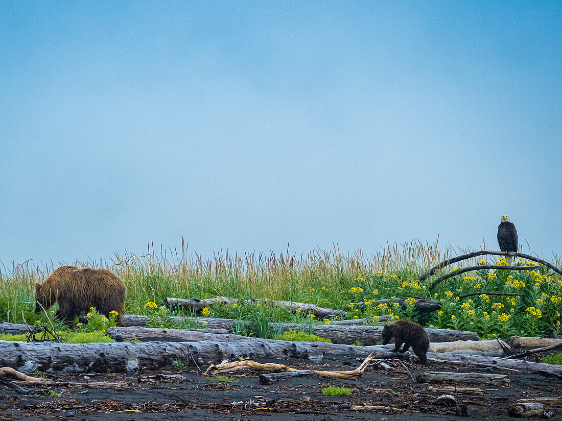 Mutter und Jungtier ziehen am Weißkopfseeadler (Haliaeetus leucocephalus) vorbei, der über den Wildblumen am Strand in Hallo Bay, Katmai National Park, Alaska, thront