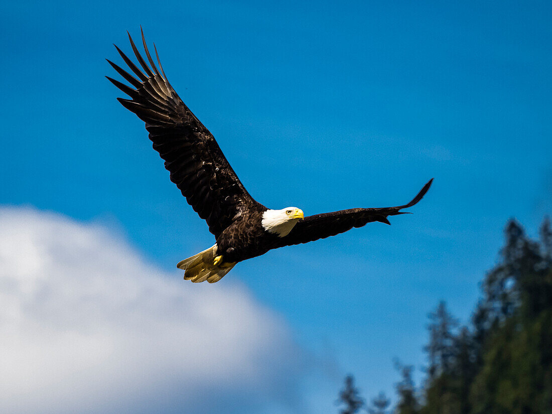 Bald Eagle (Haliaeetus leucocephalus) in flight above Fish Creek in Juneau Alaska's Inside Passage